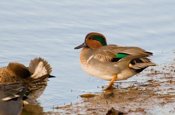 Green-winged Teal