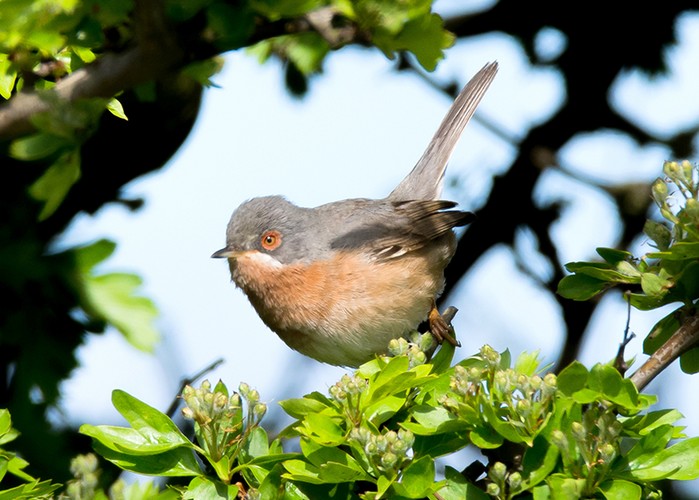 Western Subalpine Warbler
