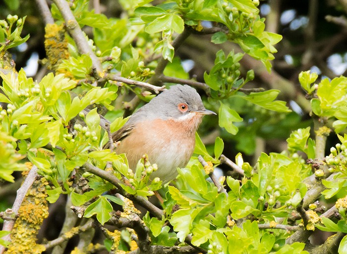 Western Subalpine Warbler