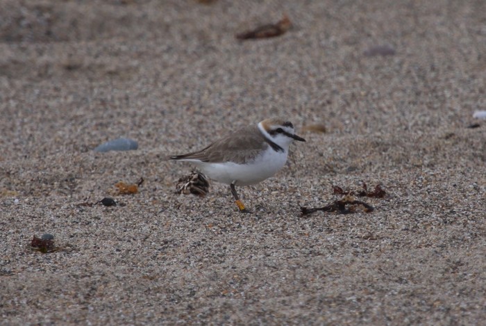 Kentish Plover