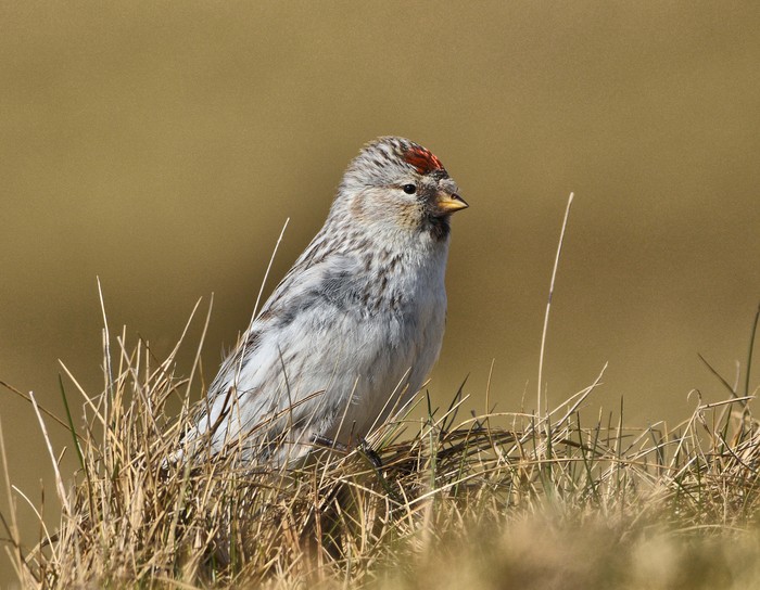 Hornemann's Arctic Redpoll