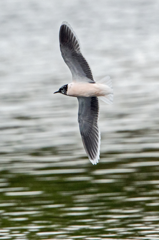 Little Gull