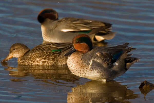 Green-winged Teal