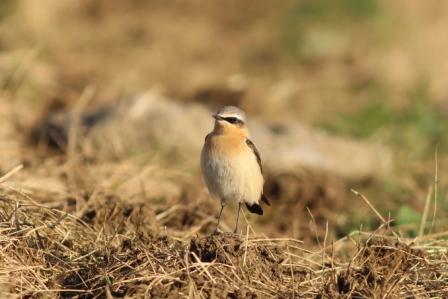 Wheatear