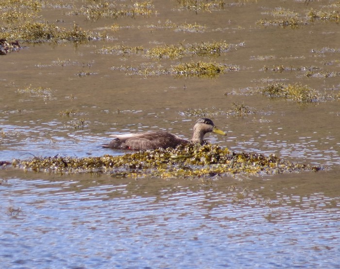 Black Duck