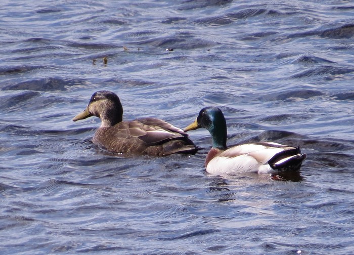Black Duck