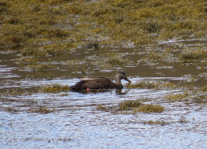 Black Duck