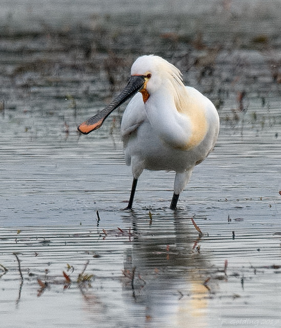 Spoonbill