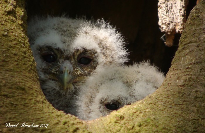 Tawny Owl