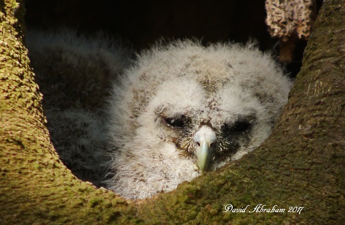 Tawny Owl