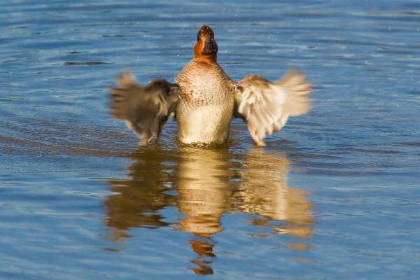 Green-winged Teal