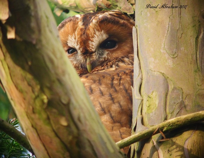 Tawny Owl