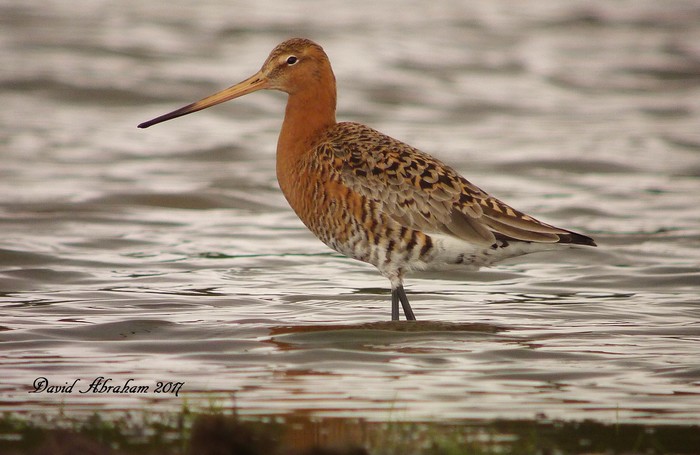 Black-tailed Godwit
