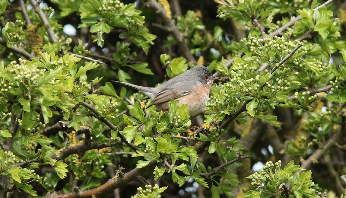 Western Subalpine Warbler