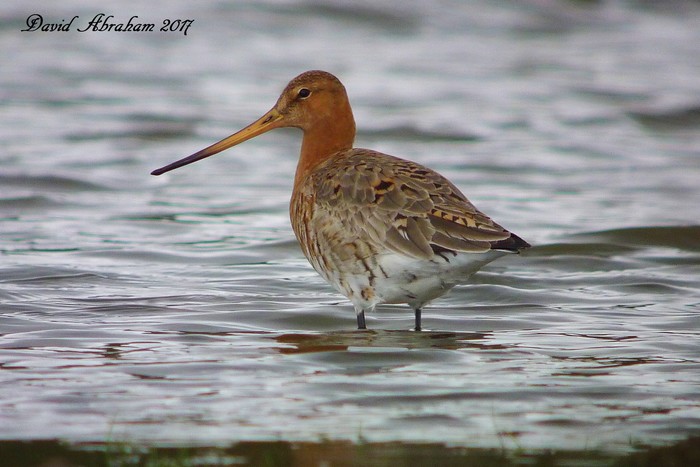 Black-tailed Godwit