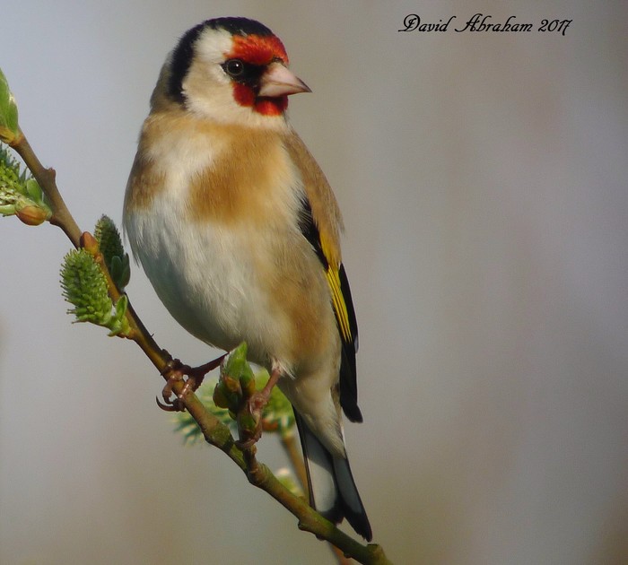 Goldfinch