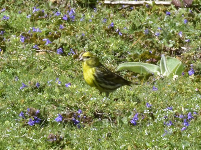 Serin