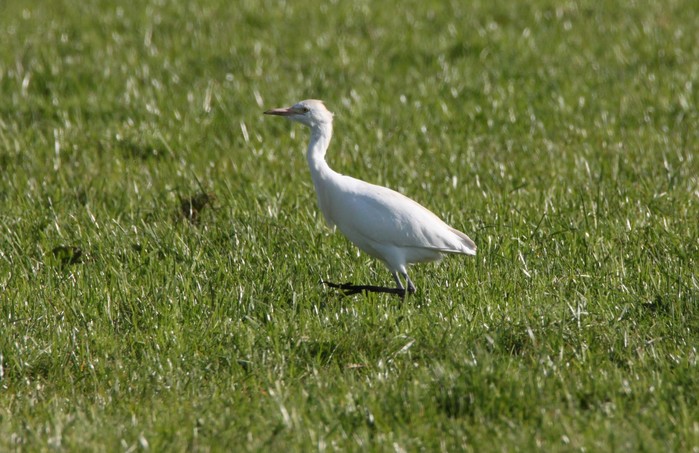 Cattle Egret
