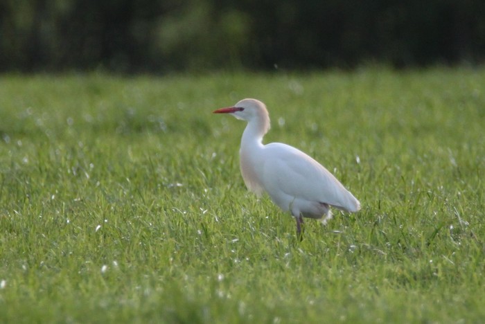 Cattle Egret