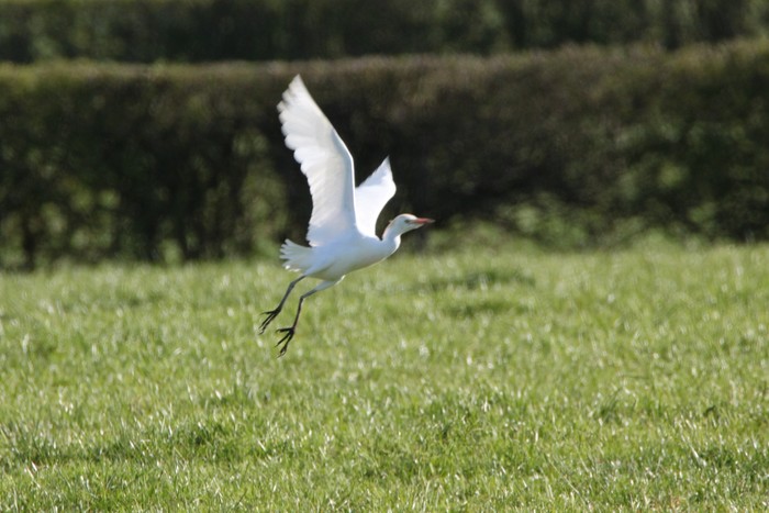 Cattle Egret