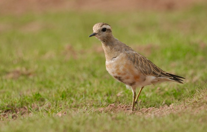 Dotterel