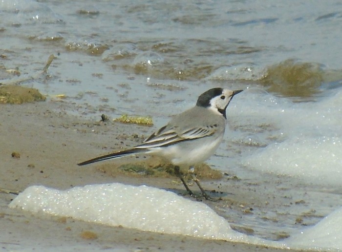 White Wagtail