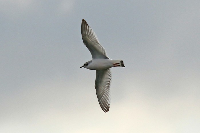 Little Gull