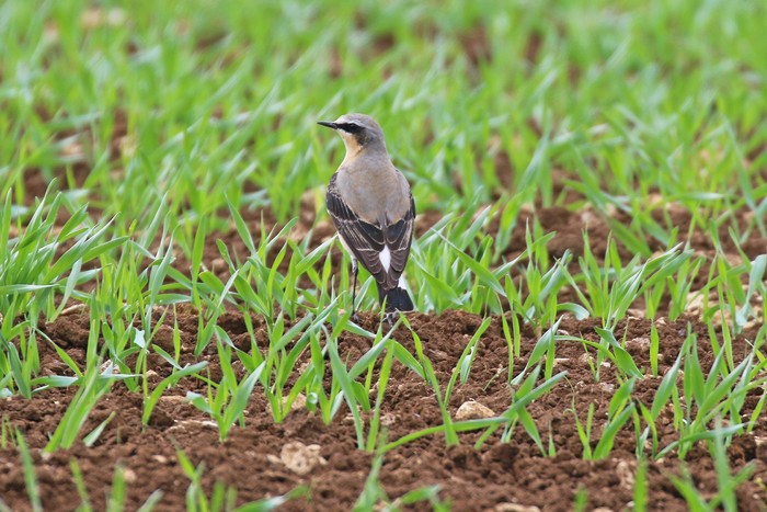 Wheatear