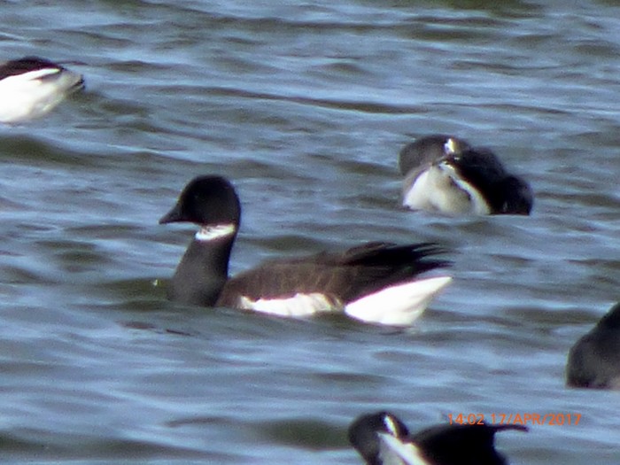 Black Brant