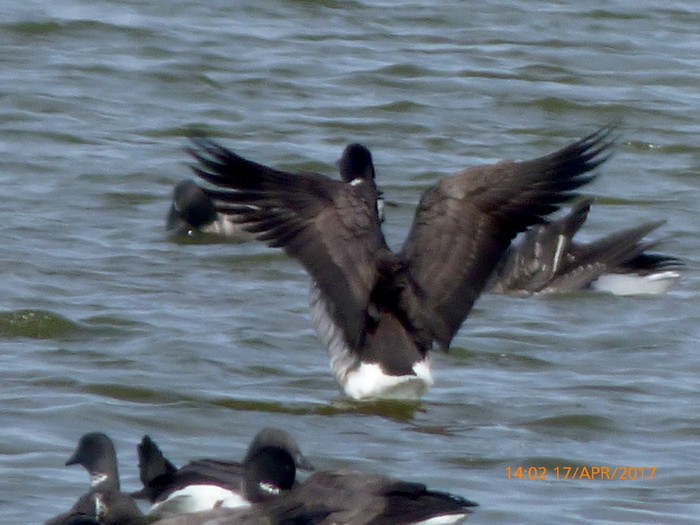 Black Brant