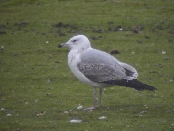 Caspian Gull