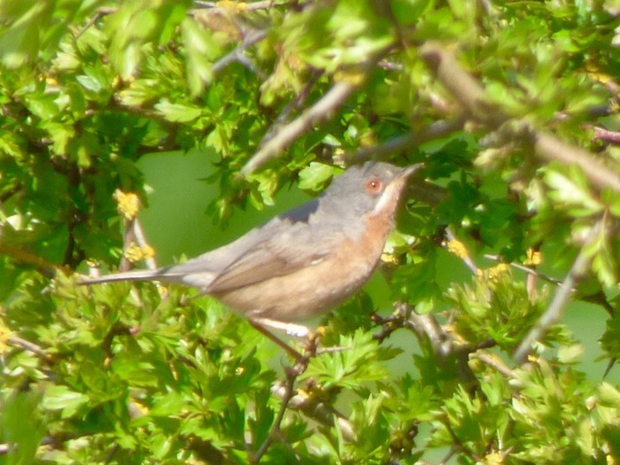 Western Subalpine Warbler