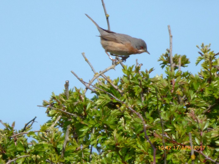 Western Subalpine Warbler