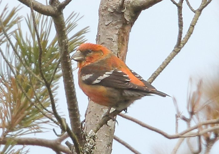 Two-barred Crossbill