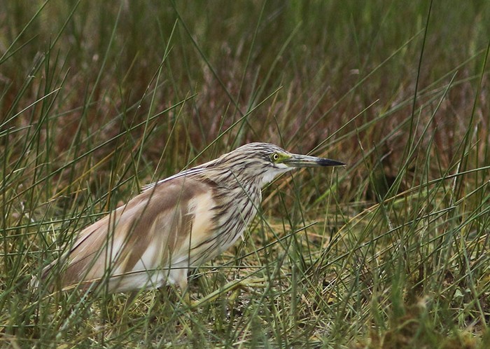 Squacco Heron
