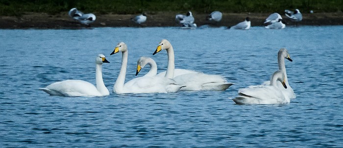Bewick's Swan