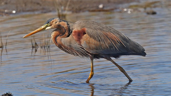 Purple Heron