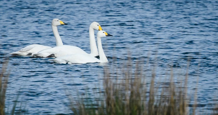 Bewick's Swan