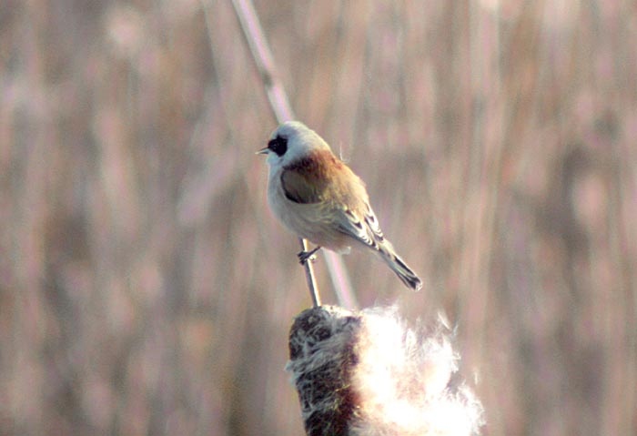 Penduline Tit