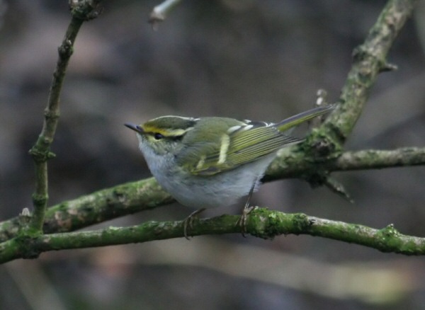Pallas's Warbler