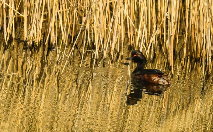 Black-necked Grebe