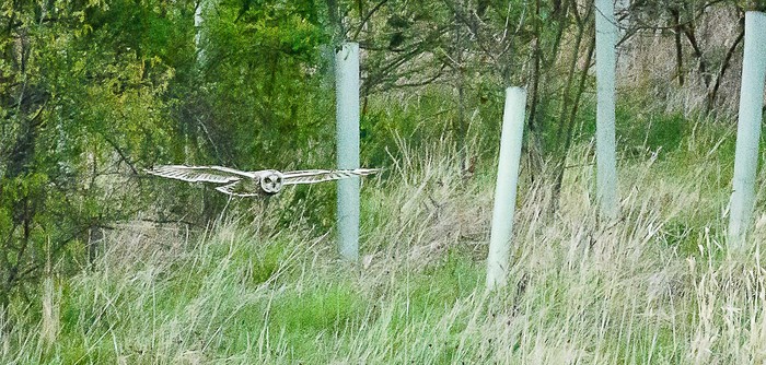 Short-eared Owl