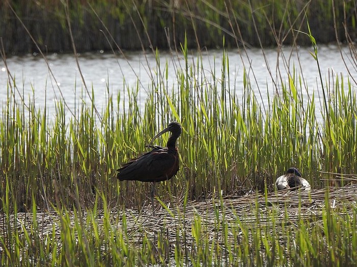 Glossy Ibis