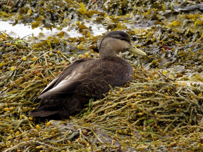 Black Duck