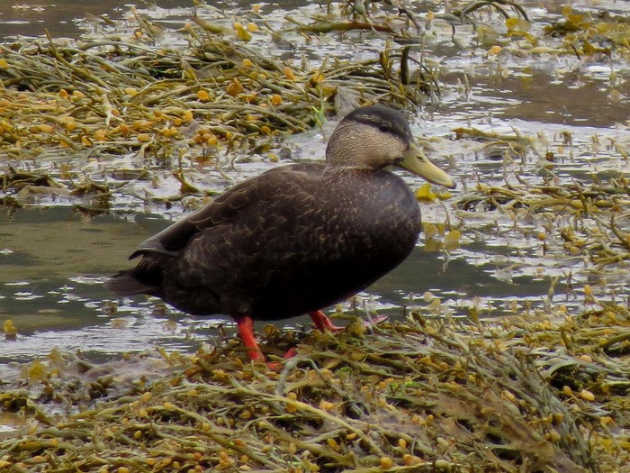 Black Duck