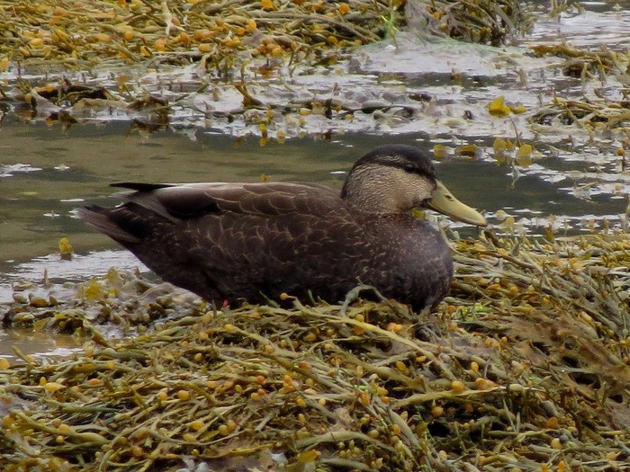 Black Duck