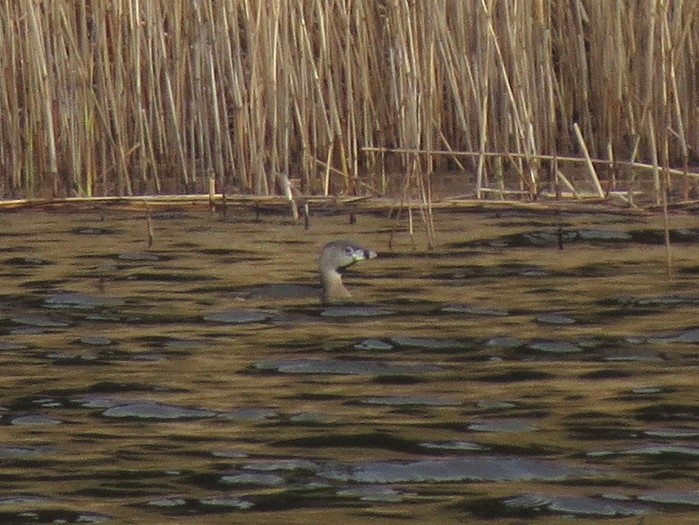 Pied-billed Grebe