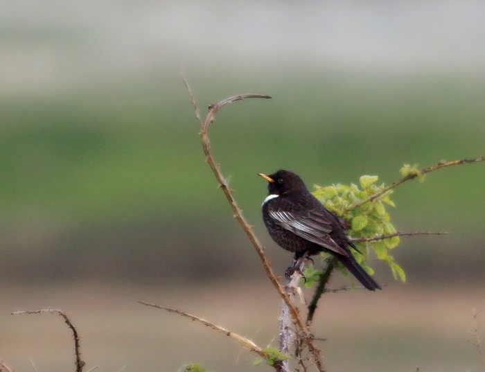 Ring Ouzel