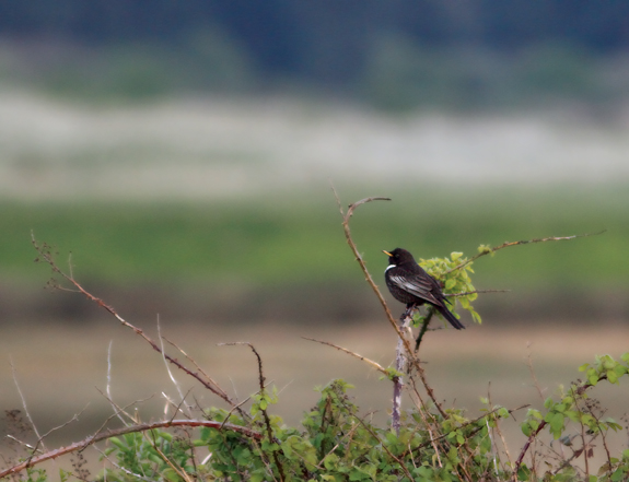 Ring Ouzel