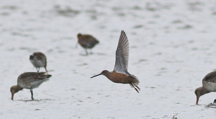 Long-billed Dowitcher